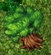 Big Tree