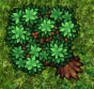 Chestnut Tree