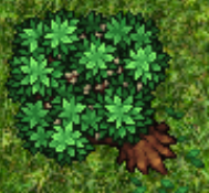 Olive Tree