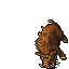 Boar
