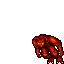 Lesser Fire Devil