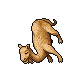 Dromedary