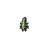 Larva
